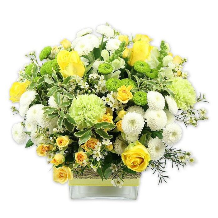 A full, dome-shaped bouquet in a modern clear glass cube vase radiates warmth and freshness, its colours concentrated in shades of yellow, white, and green that glow against a pure white studio background. At the core of the arrangement sit proud yellow roses, their petals unfurling in soft spirals alongside tighter buds that hint at blooms still to come. Surrounding them, smaller yellow spray roses cluster tightly, giving the design a bountiful, orchard-like feel. Dotted throughout the bouquet are white pompom chrysanthemums, each head densely layered and almost perfectly spherical, offering a pleasing contrast to the more open rose forms. In between, bright lime green button chrysanthemums pop like tiny orbs of colour, their compact domes introducing playful structure, while larger, ruffled pale-green flowers, reminiscent of frilly carnations or speciality mums, create soft mounds of texture. The flowers are cradled in rich foliage: broad, variegated leaves edged in creamy white, fine dark-green sprigs that arch gracefully, and lighter filler greens that weave through the design. Small, starry white filler flowers are tucked gently among the larger blooms, adding glimmers of brightness and fine detail. Around the centre of the glass vase, a rustic band of what appears to be woven bark or natural fibre wraps snugly, topped with a smooth lime green ribbon that mirrors the energetic green flowers. The whole arrangement feels like a joyful burst of spring arriving on a Berkhamsted doorstep, perfect for lighting up a living room near Berkhamsted Castle, marking a birthday on the High Street, or bringing a touch of sunny celebration to an intimate gathering at home with local delivery.